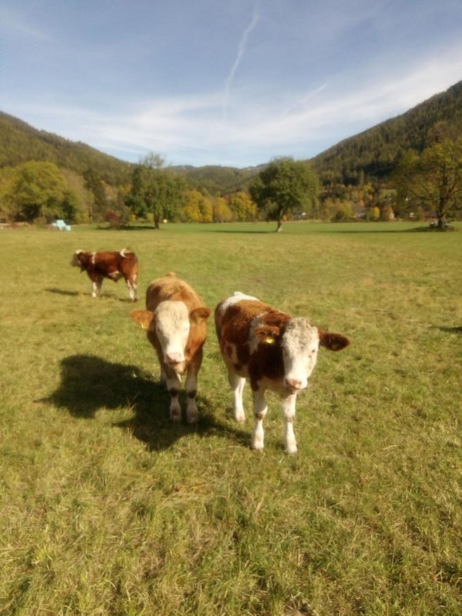 Haus Bergblick Fruehstueckspension Oberort ภายนอก รูปภาพ